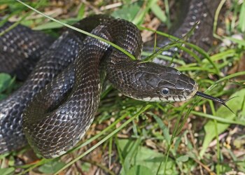Black Rat Snake